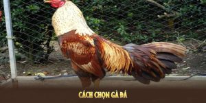 cách chọn gà đá