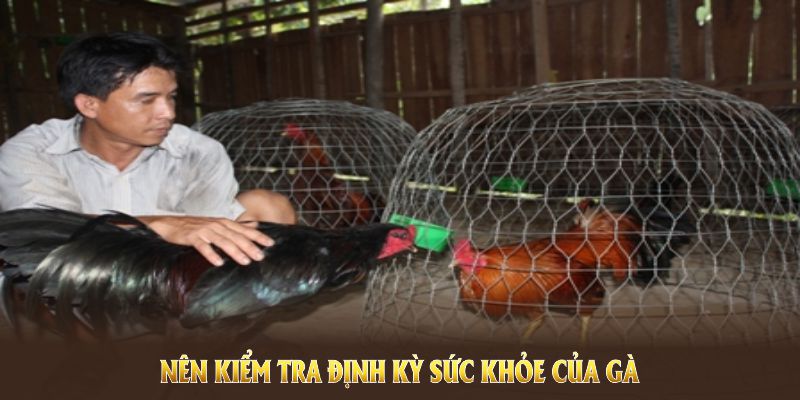 Nên kiểm tra định kỳ sức khỏe của gà