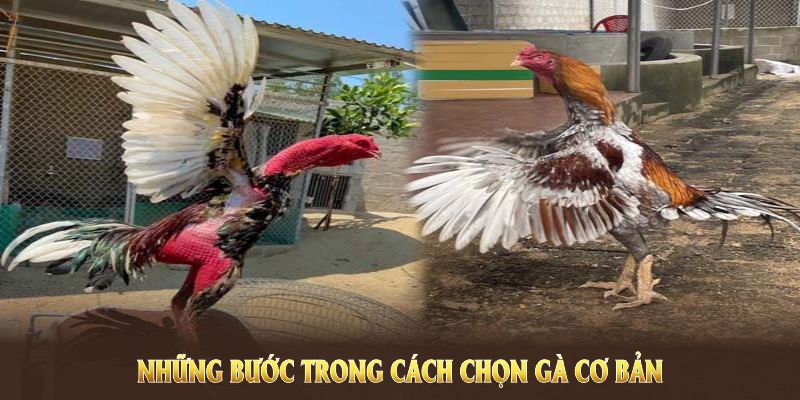 Những bước trong cách chọn gà cơ bản mà Hello88 chia sẻ
