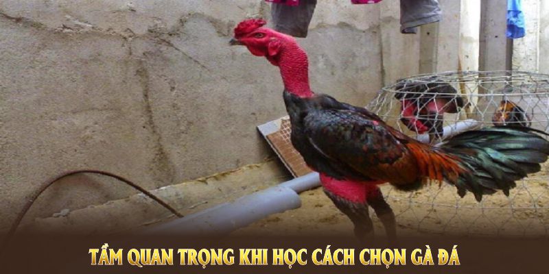 Tầm quan trọng khi học cách chọn gà đá chuẩn